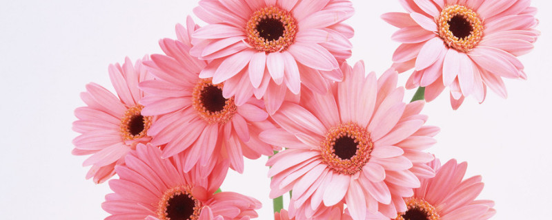 菊花喜欢水多还是少（菊花喜不喜欢水）