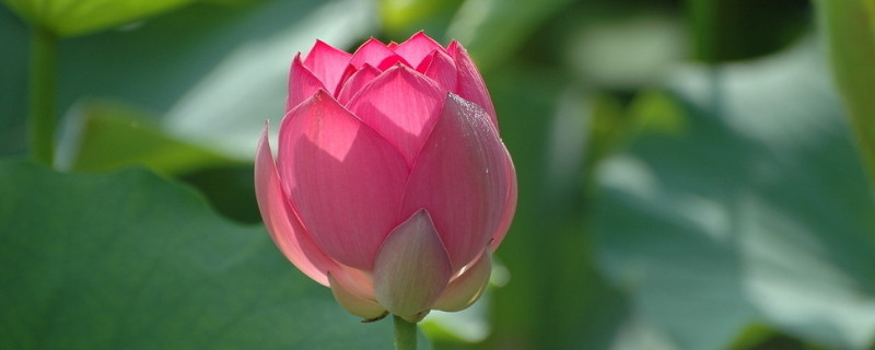 水培荷花需要栽栽泥里面吗(水培荷花需要栽在泥里面吗)