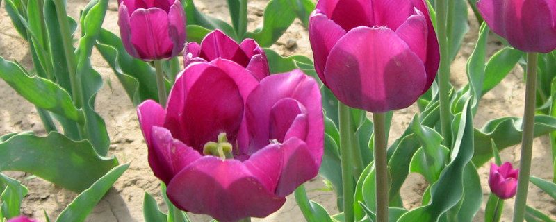 郁金香种球发霉了怎么办 郁金香种球发霉一块还能种么