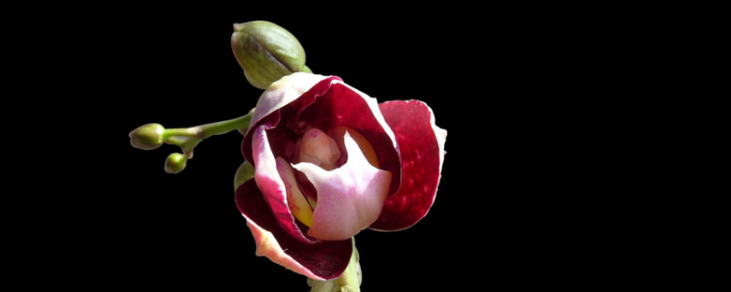 蝴蝶兰喜欢冷还是热 蝴蝶兰喜欢热还是凉