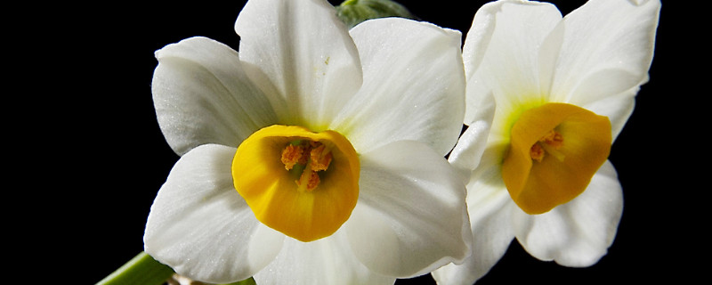 水仙买回来怎么处理（水仙买回家怎么处理）