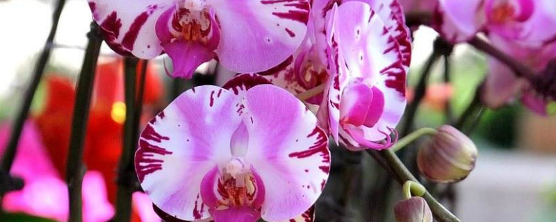 蝴蝶兰养在室内还是室外好 蝴蝶兰适合在室内养吗?