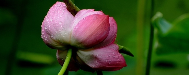 荷花能不能养在鱼缸里 荷花缸里能养鱼吗