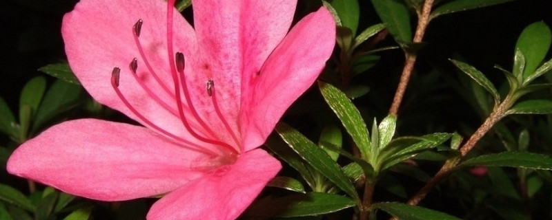 杜鹃花冬天会不会掉叶 杜鹃花夏天掉叶子