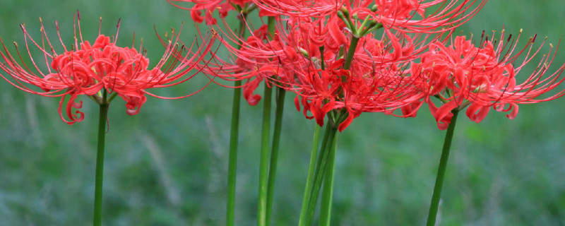 彼岸花为什么叫彼岸花 彼岸花到底是什么