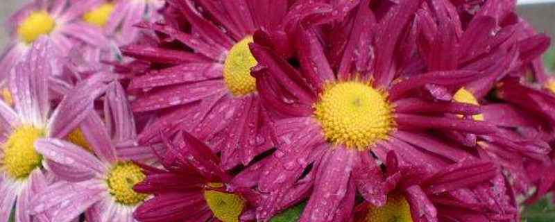 家里养什么颜色菊花好 家养什么颜色的菊花好图片