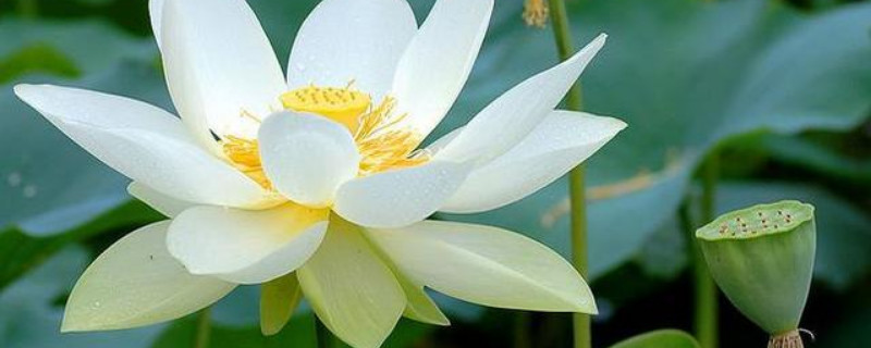 矮盆可以种荷花吗（盆荷花能无土种植吗）