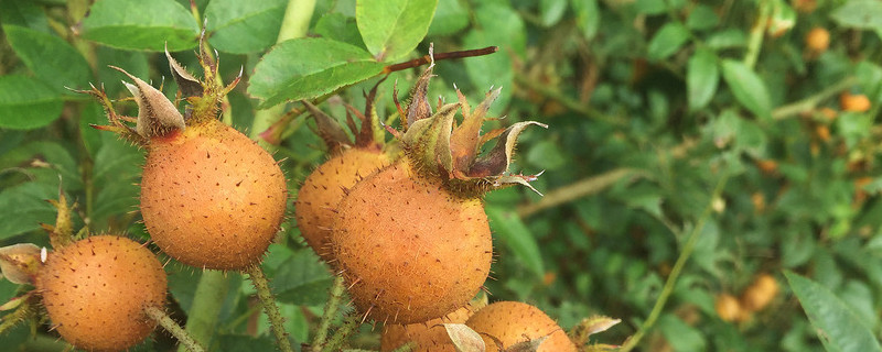 金樱子成熟成什么颜色 金樱子成品性状