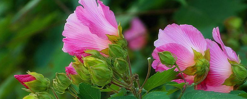 芙蓉花用往花骨朵上浇水吗 芙蓉花开花时怎样浇水