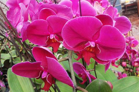 蝴蝶兰适合室内养吗