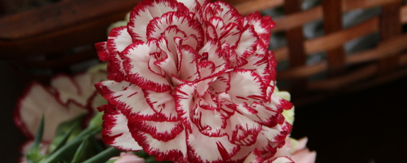 康乃馨可以和玫瑰一起水养吗 康乃馨玫瑰怎么养