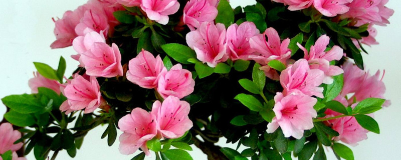 杜鹃花盆景怎么养护 如何养护杜鹃花盆景