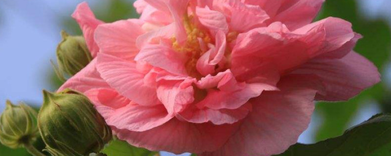 芙蓉花什么时候休眠（芙蓉花几月休眠）