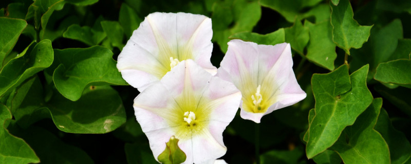 牵牛花冬季室内如何养护（牵牛花养护注意事项）