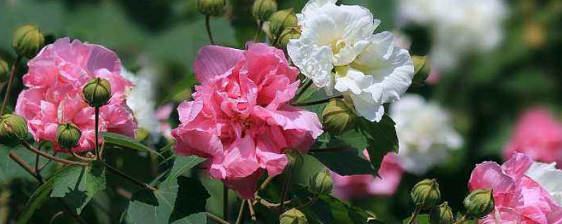 芙蓉花夏季是休眠吗（芙蓉花有休眠期吗）