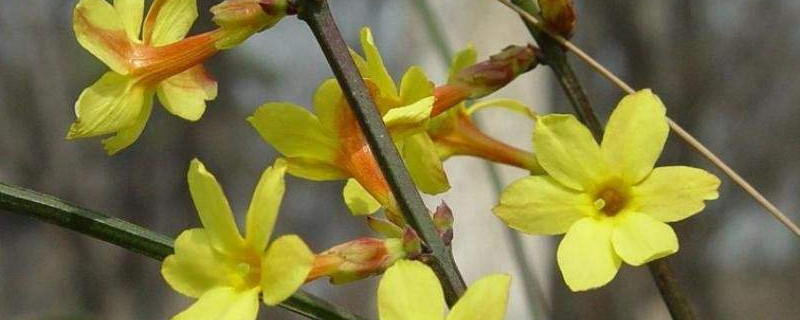 迎春花叶子发软怎么办(迎春花叶子发软怎么回事)