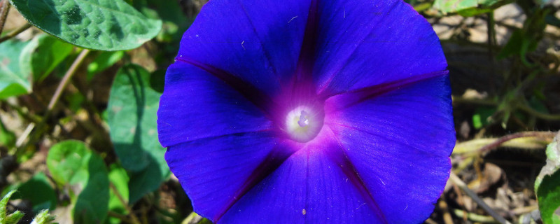 牵牛花怎么移植 牵牛花怎么移植?