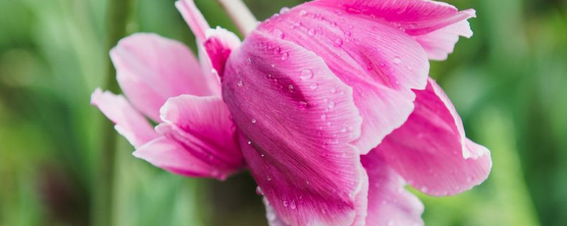 郁金香根部要不要修剪 郁金香要不要剪叶子