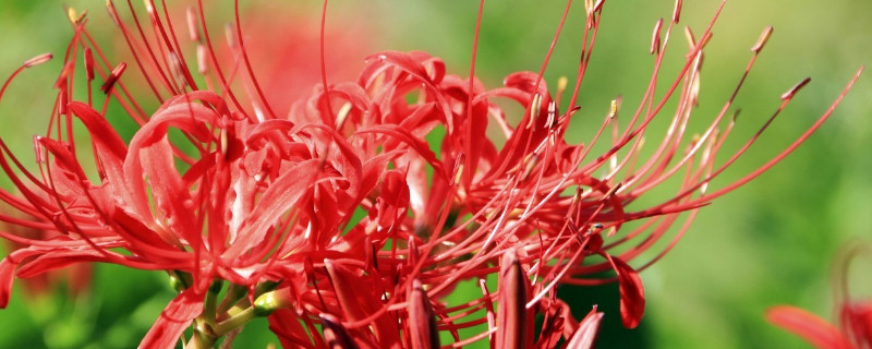 彼岸花有几个花瓣（彼岸花的花瓣形状是什么）