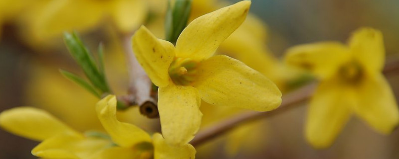 小叶迎春是什么品种 什么品种迎春叶子最小