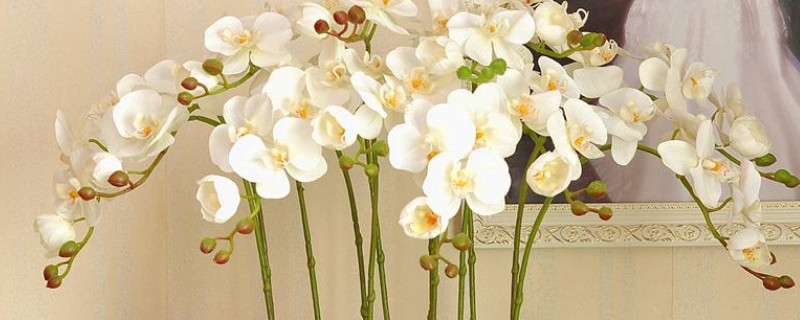 蝴蝶兰花开多长时间(蝴蝶兰开花的时间是多久)