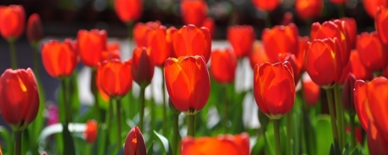 郁金香的家庭种植方法 郁金香的种植方式
