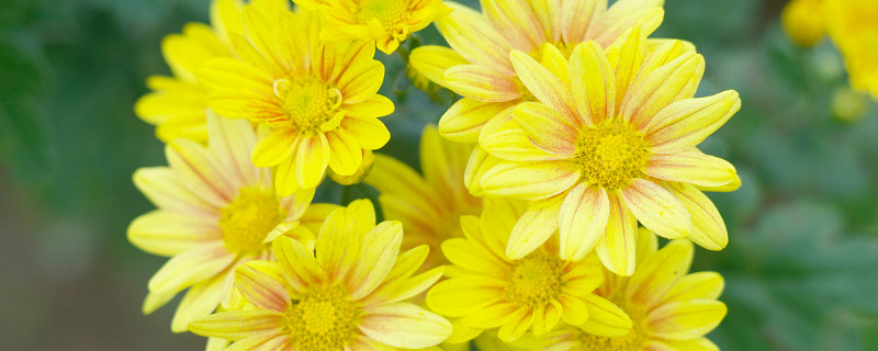 菊花怎么修剪残花 菊花开完了要怎么处理残花