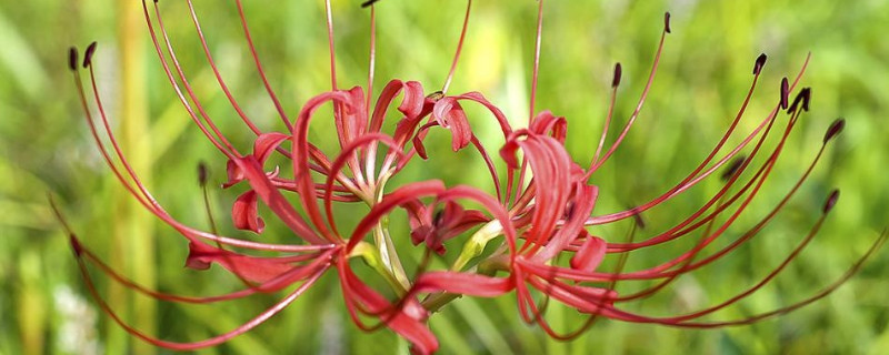 彼岸花一年开几次花 彼岸花一年可以开几次花?