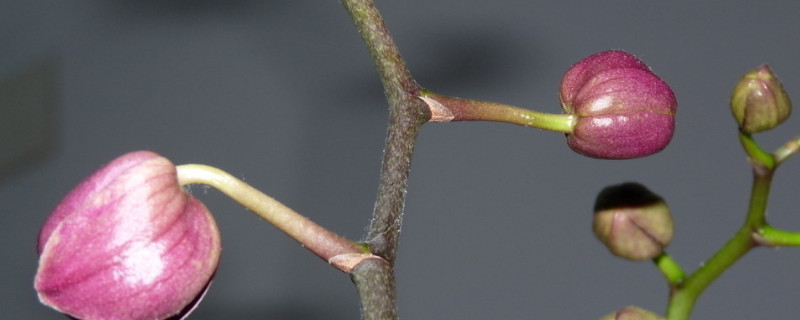 蝴蝶兰花剑什么时候开始固定（蝴蝶兰从开始长花剑到开花需要多久）