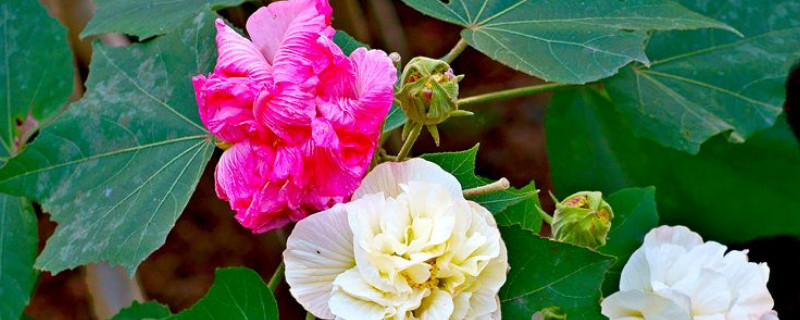 芙蓉花的叶子不好可以剪掉吗 芙蓉花开花时可以剪叶子吗