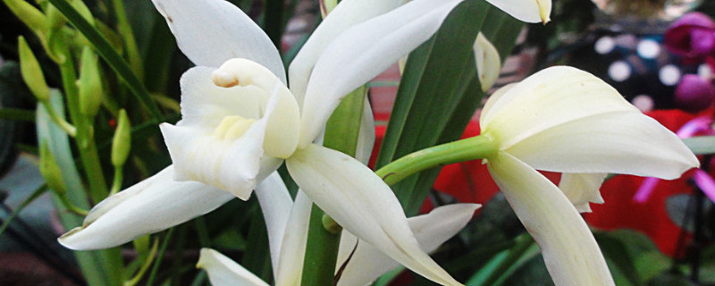 四季兰花的养殖方法和注意事项 兰花一年四季怎样养殖