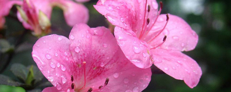 杜鹃花怎么过冬天 杜鹃花怎么越冬