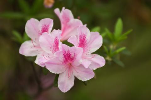 杜鹃花的花蕊是什么颜色