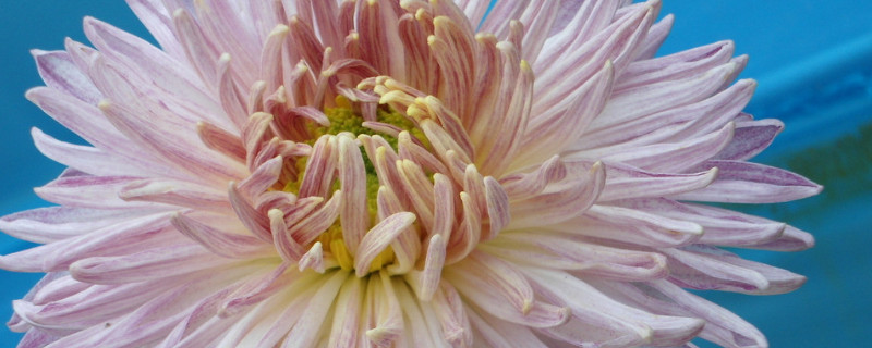 菊花如何种植 菊花如何种植?