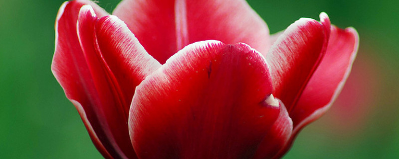 郁金香第二年怎么养（郁金香怎样养时间长）