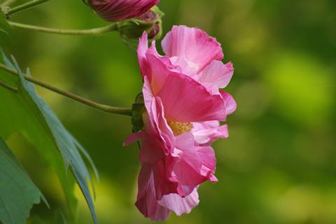 芙蓉花夏季放在哪里