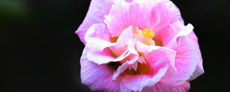 芙蓉花能用磷酸二氢钾浇水吗 芙蓉花怎样浇水施肥