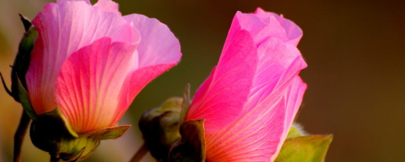 芙蓉花种子种植什么时候开花（盆栽芙蓉花什么时候开花）