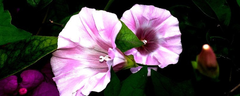 牵牛花的白色液体有毒吗 牵牛花是有毒的吗