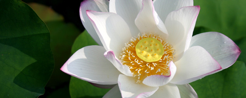 荷花有没有根茎叶的分化 荷花有根茎吗