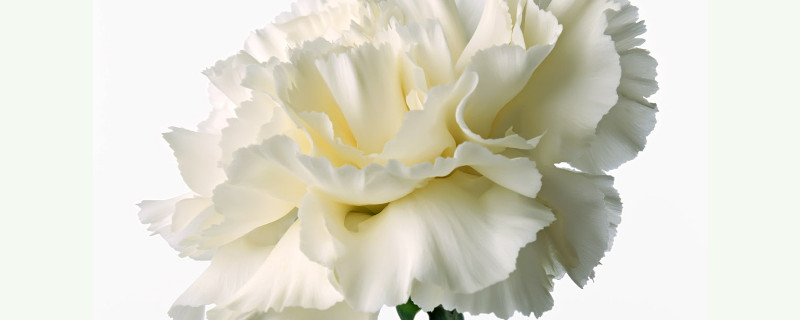 康乃馨要不要每天换水 康乃馨要每天换水吗