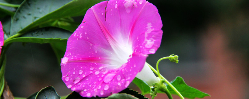 牵牛花长虫子怎么处理 牵牛花长虫怎么办