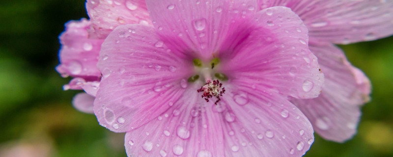 芙蓉花盆栽的养殖方法 芙蓉花怎么养栽培
