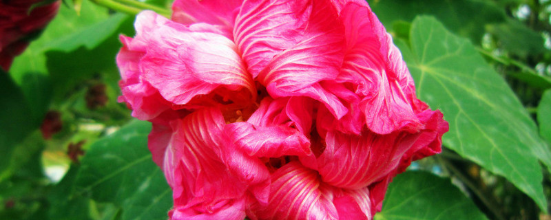 芙蓉花根烂了怎么办（芙蓉花烂根是怎么回事）