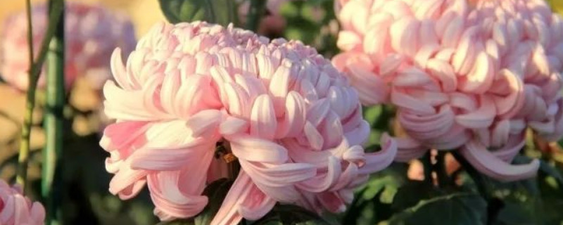 菊花叶子怎么修剪（菊花叶子的剪法步骤图片）