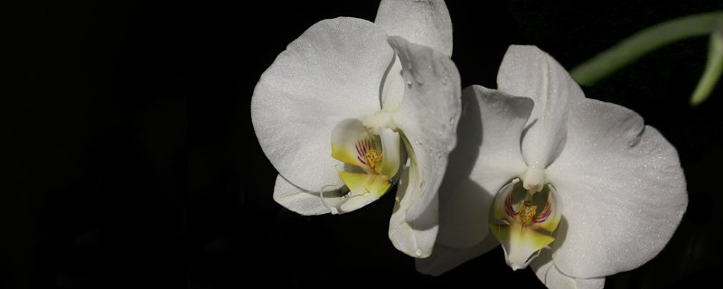 蝴蝶兰会自己分株么(蝴蝶兰几月份可以分株)