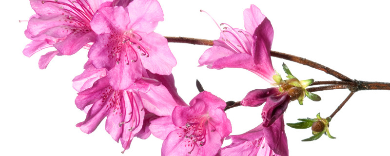 杜鹃花叶子变软 杜鹃花叶子发软