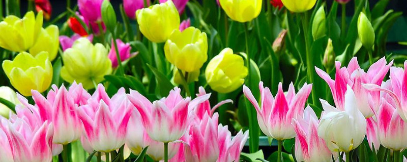 郁金香刚种的要不要浇水(郁金香的种植多久浇一次水)