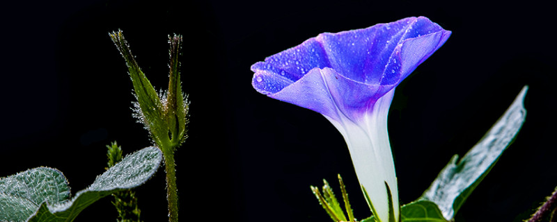 牵牛花枯了怎么办(牵牛花晒枯了怎么办)