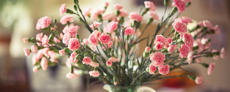 自己养的康乃馨为什么那么小（康乃馨为什么不好养）